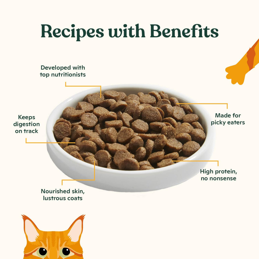 High Protein Grain-Friendly Chicken & Pumpkin Dry Cat Food T8671